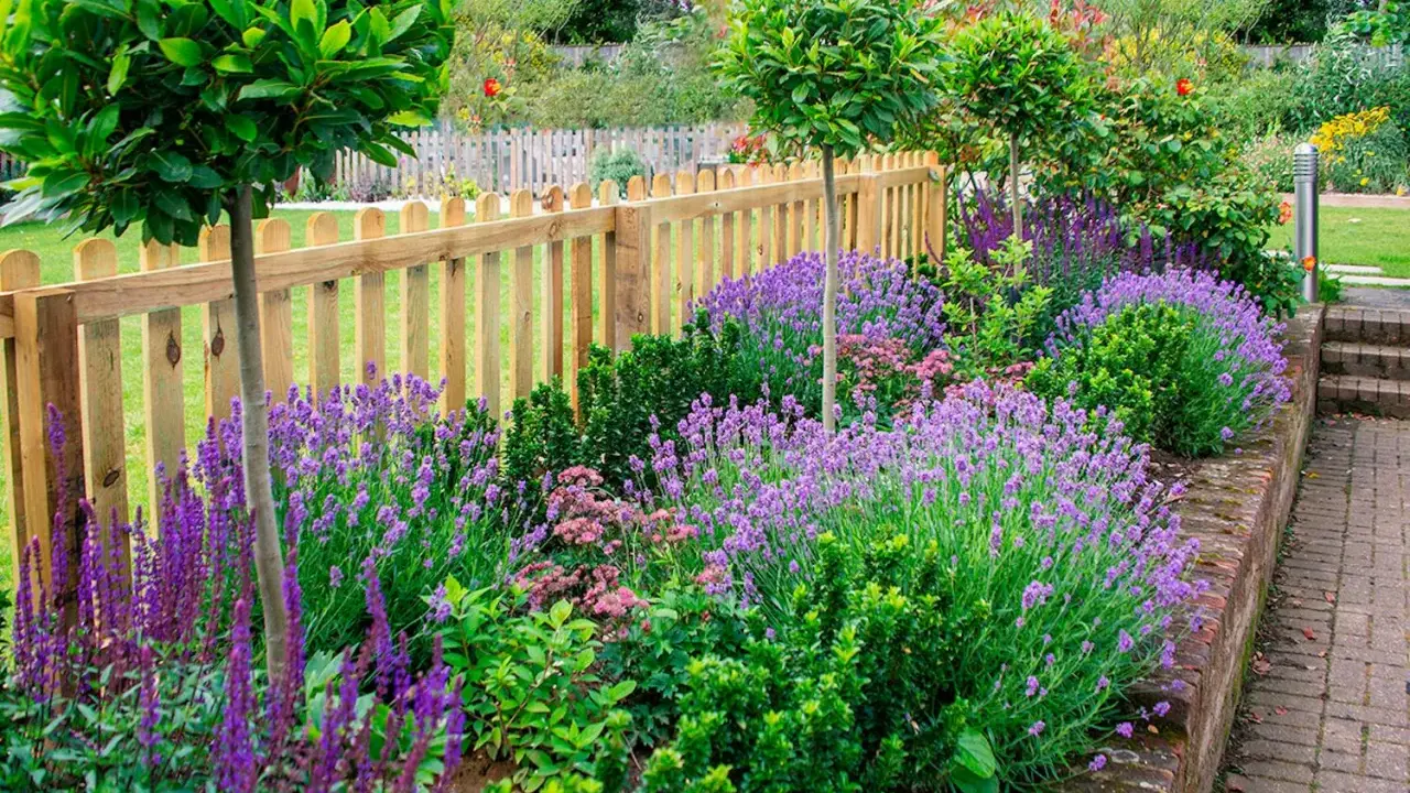 En vacker rabatt med lavendel perenn som blommar i lila nyanser, kantad av en trästaket och gröna buskar.