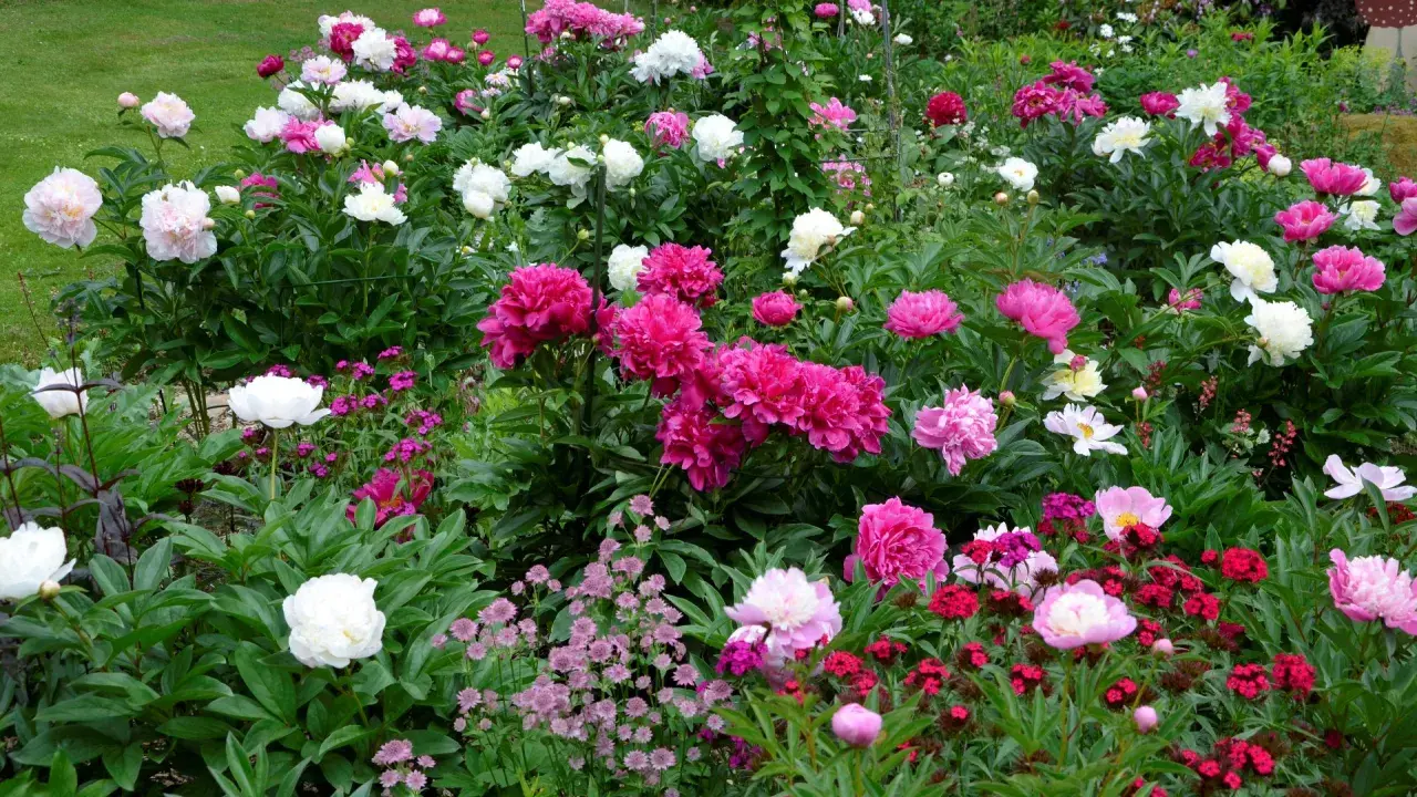 En frodig rabatt fylld med blomstrande pioner i olika nyanser av rosa, vitt och cerise. En dröm för alla som älskar pioner.