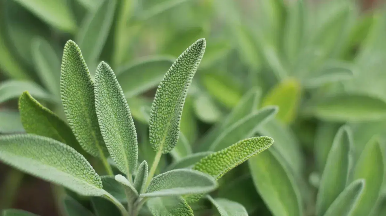 Närbild på salvia officinalis bladverk. Bladen är grågröna, sammetslena och har en tydlig ådring.