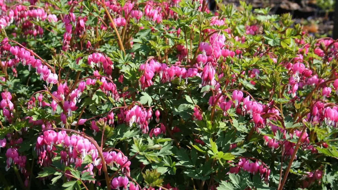 En buske med många hängande, hjärtformade blommor i rosa och vitt. Lamprocapnos spectabilis blommar vackert i trädgården.