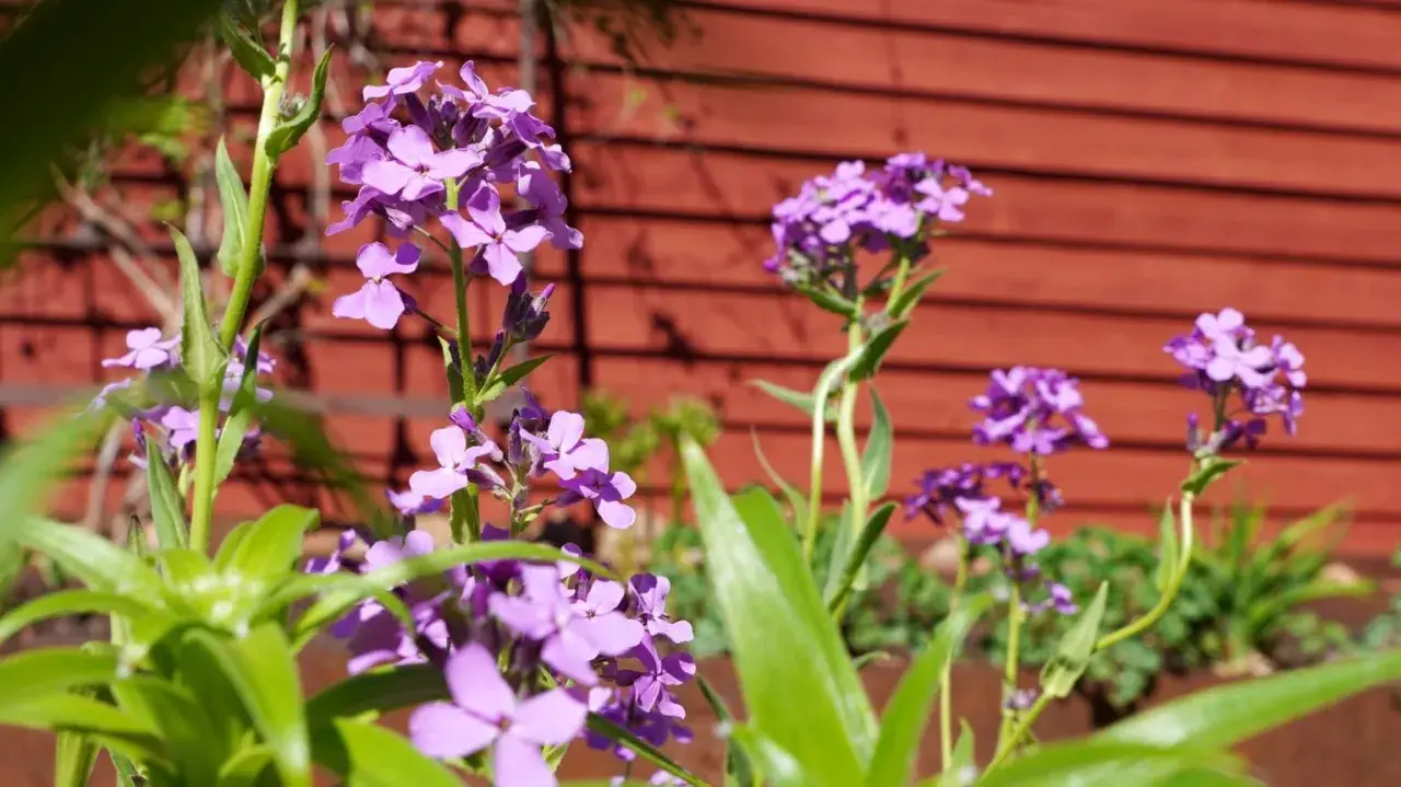 Lila blommor, liknande achillea ptarmica, blommar framför en röd trävägg i en svensk trädgård.
