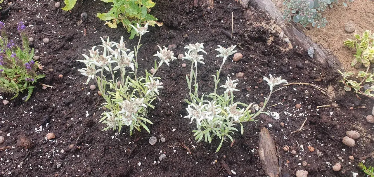 Två grupper av leontopodium alpinum, även kända som edelweiss, blommar i mörk jord.