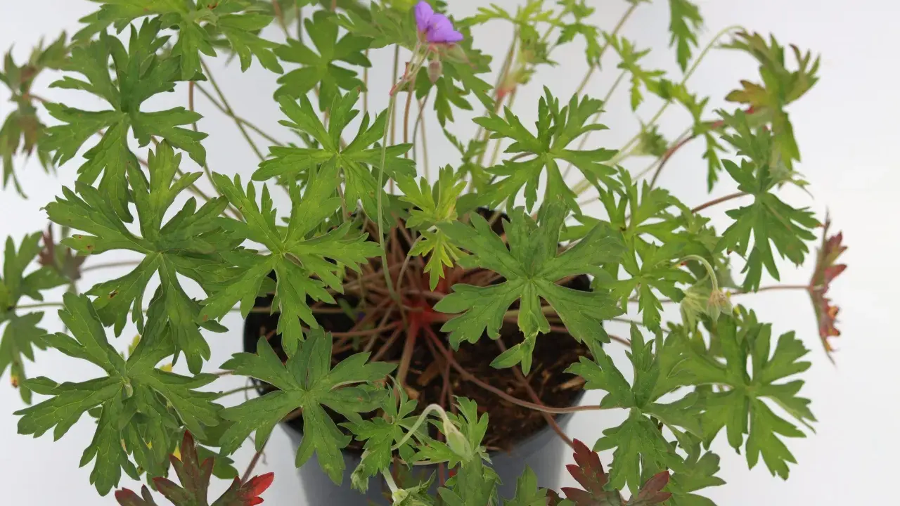 En kruka med en frodig Geranium 'Brookside' med gröna, flikiga blad och en ensam lila blomma.