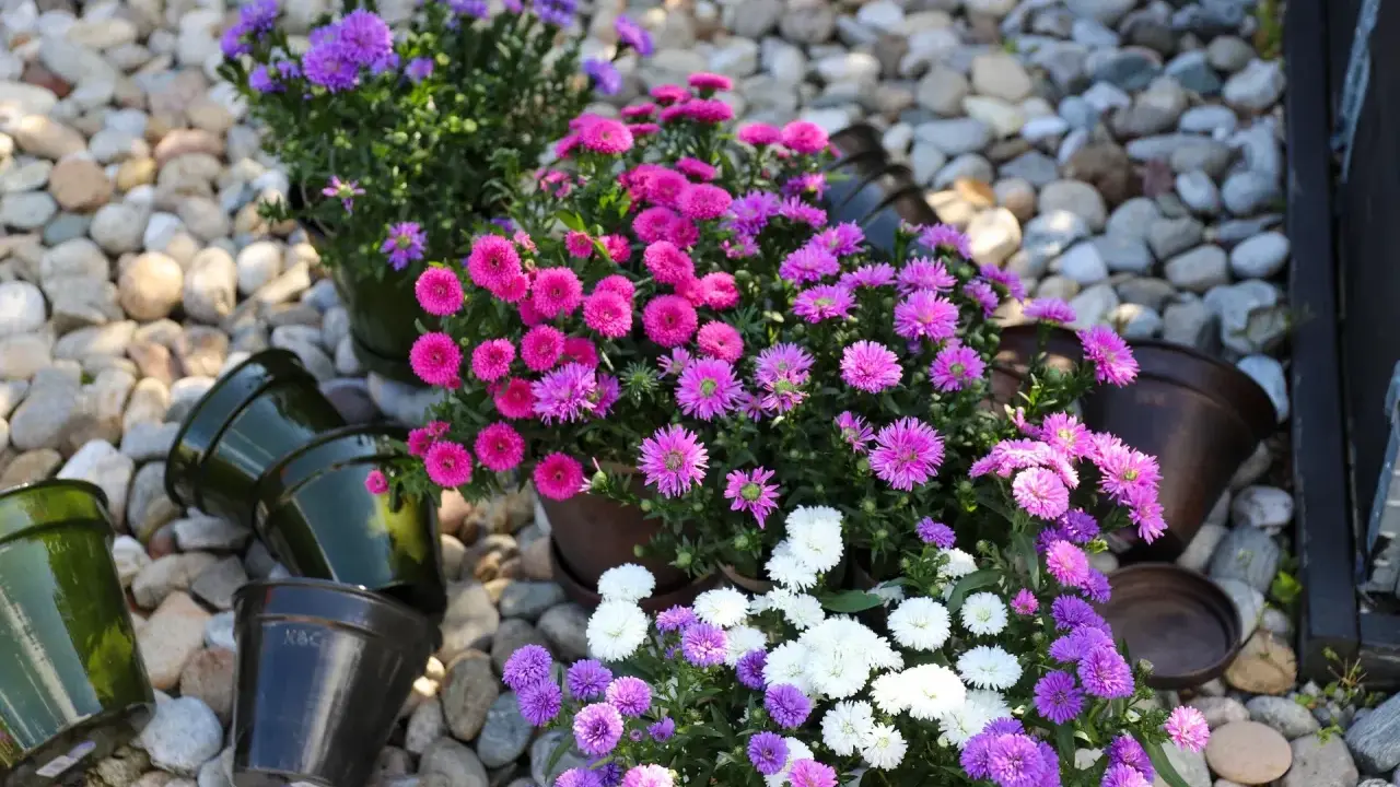 Färgglada aster dumosus i krukor på grus. Ljuvliga rosa, lila och vita blommor som lyser upp.