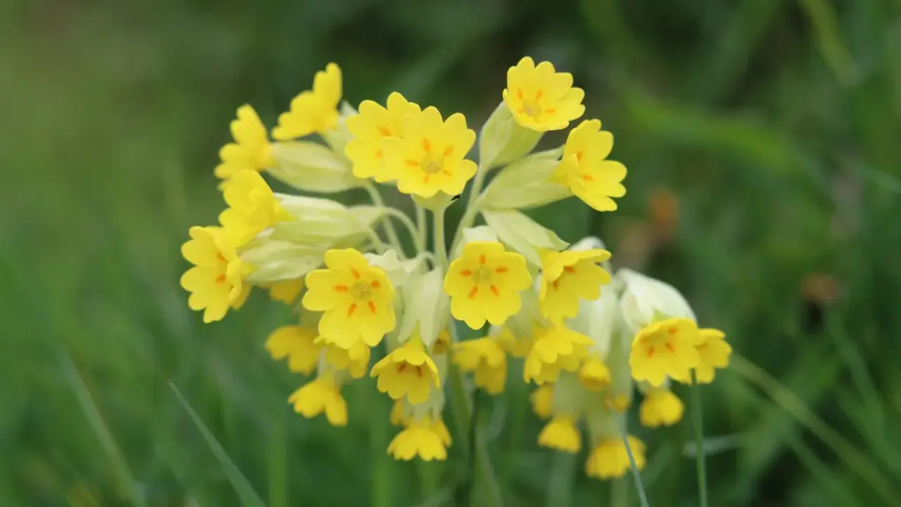 En klase solgula gullvivor, en fridlyst blomma, lyser upp den gröna ängen.