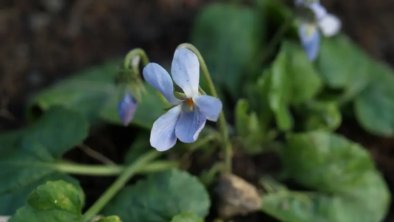 En ljuslila viol, viola odorata, blommar bland gröna blad.