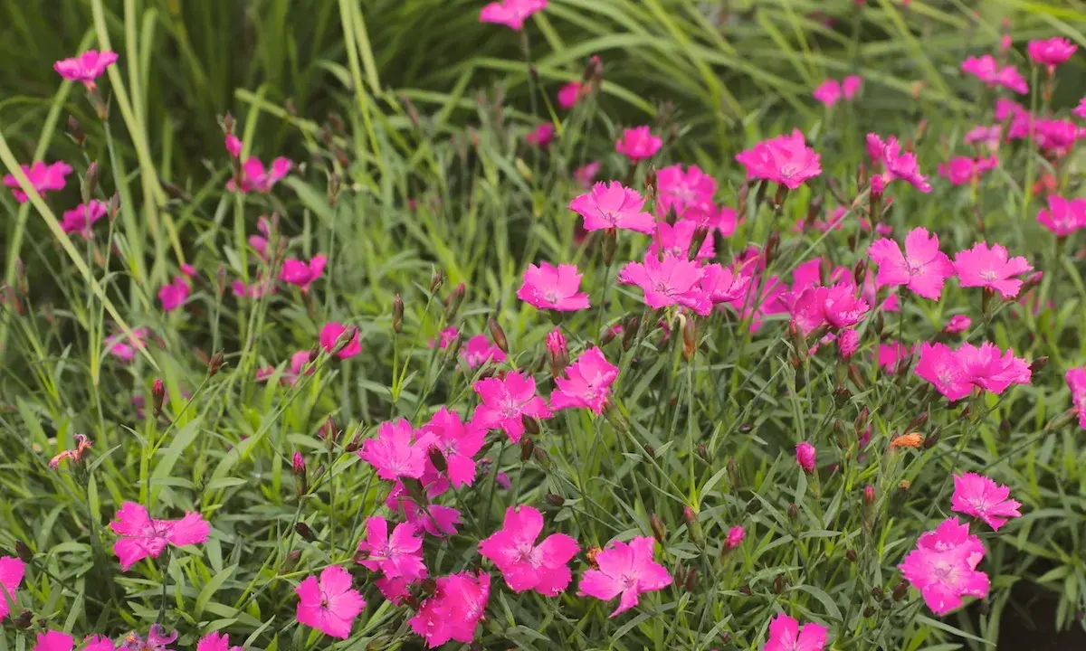 En matta av lysande rosa nejlika perenn blommor mot en bakgrund av grönt gräs.