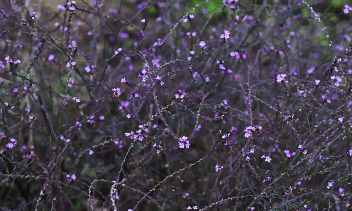 En tät buske med små lila blommor, en vacker verbena officinalis i full blom.