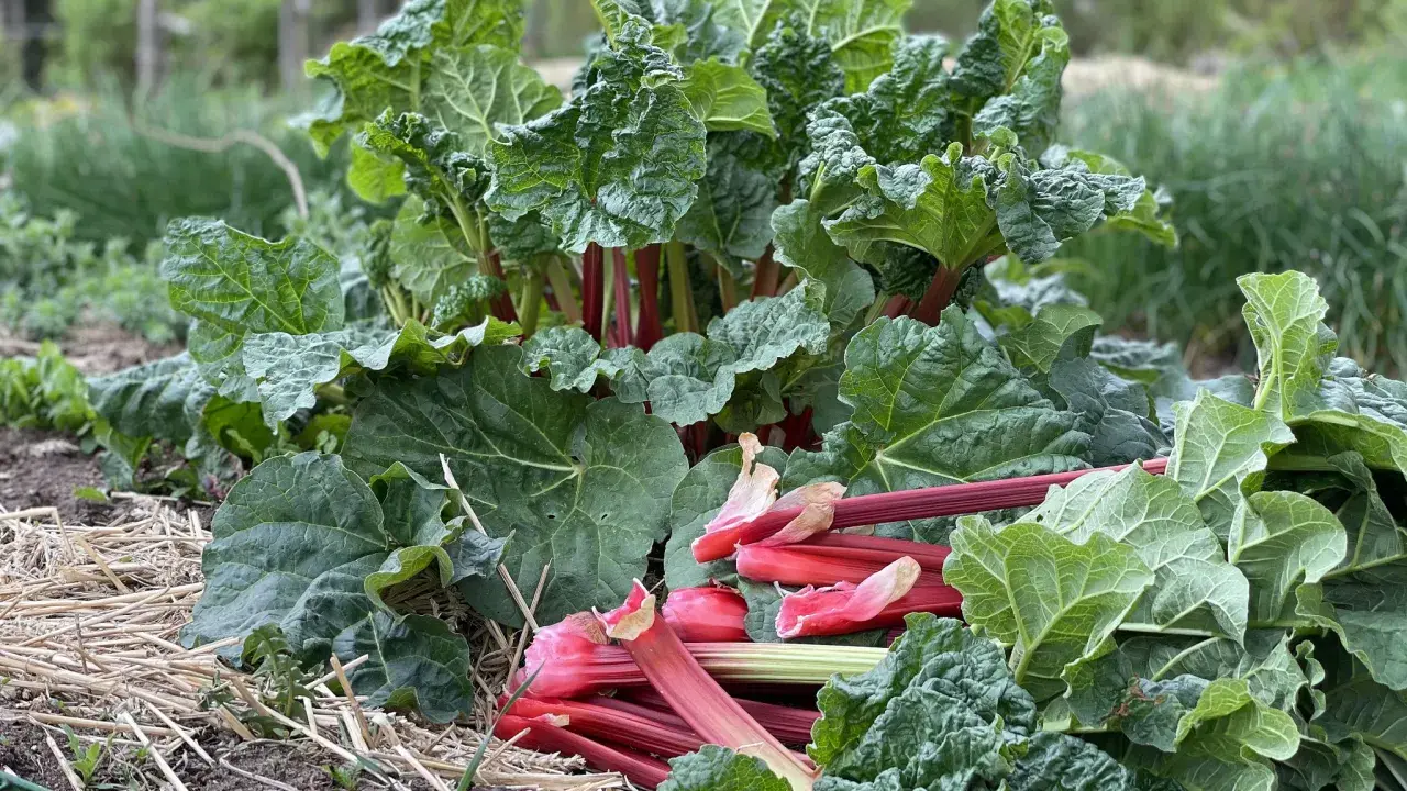 En frodig rabarberplanta, Rheum rhabarbarum, med saftiga röda stjälkar redo att skördas.