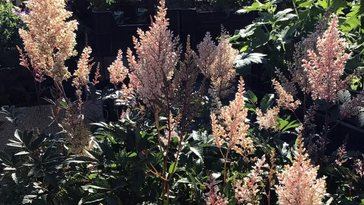 Många fluffiga blomställningar av astilbe arendsii-gruppen i nyanser av rosa och vitt, badande i solljus.