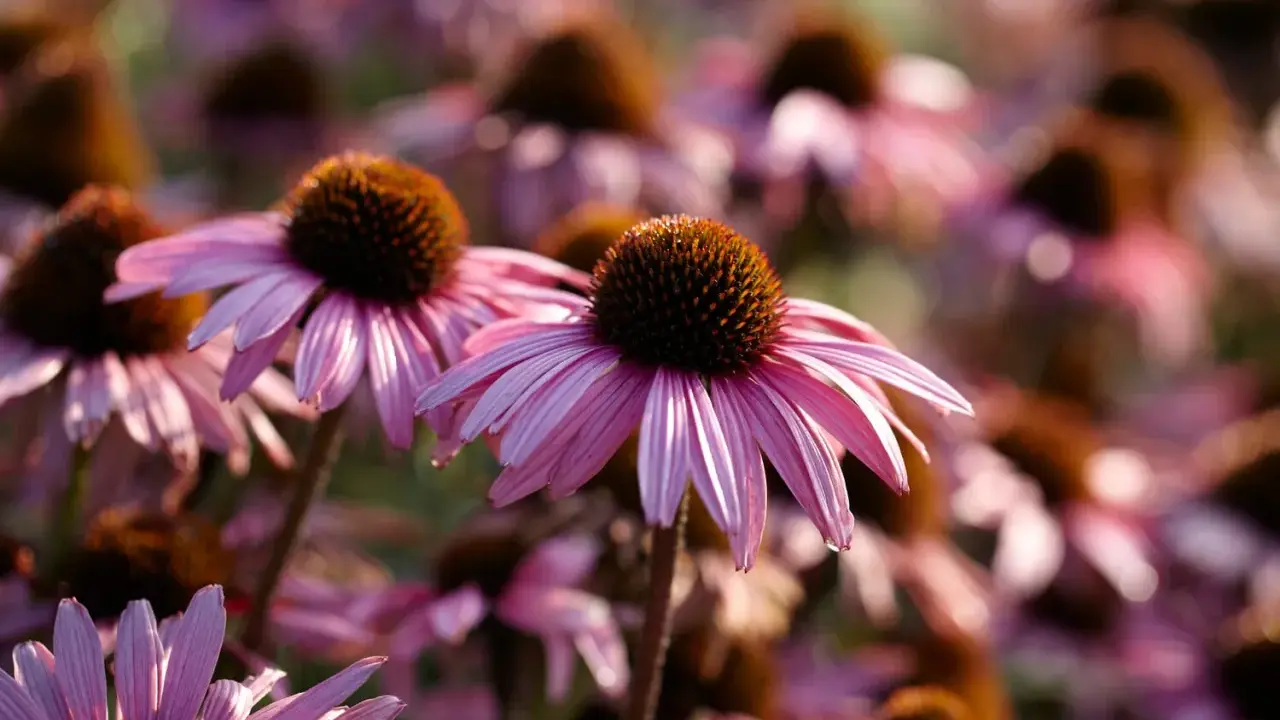 Närbild på en äng med många rosa blommor av arten bistorta officinalis. Solen lyser genom kronbladen.