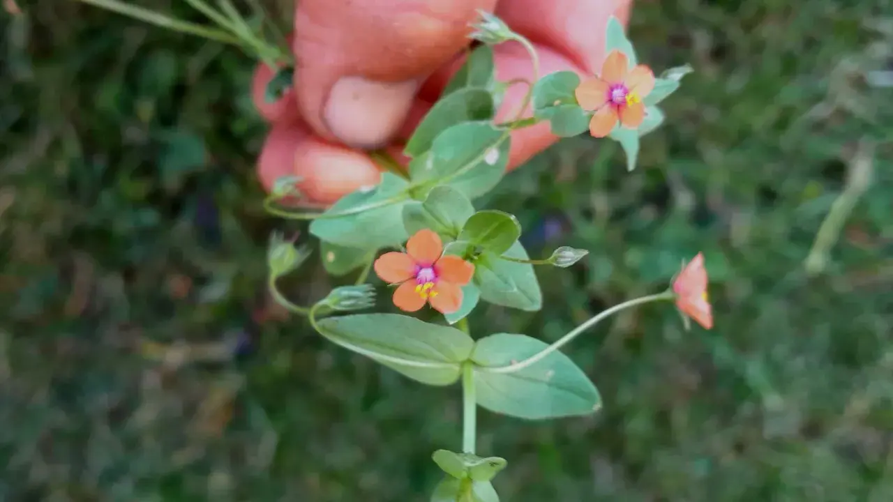 En hand håller en gren med små, orange pimpernel blommor. De har en lila mitt och gula ståndare.