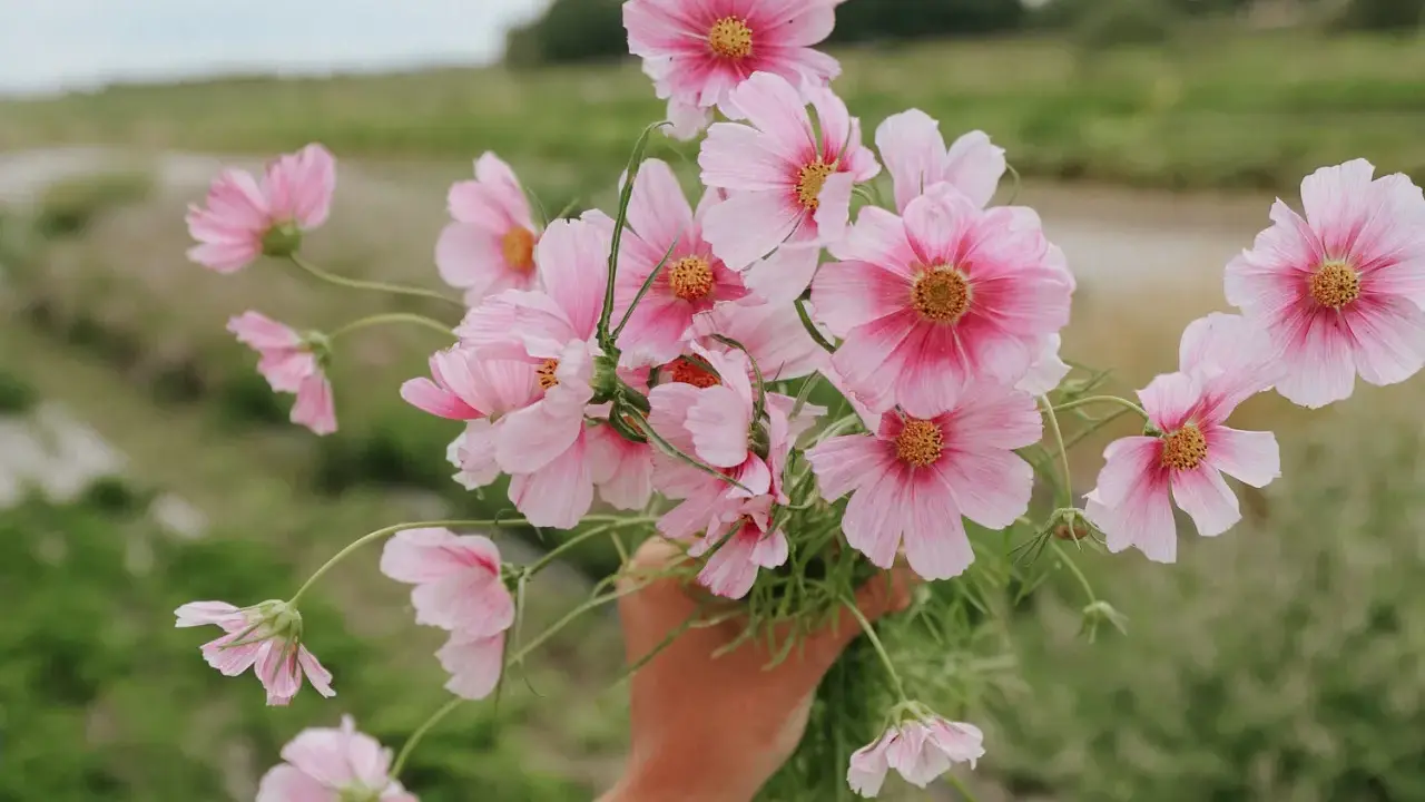 En hand håller en bukett ljusrosa blommor, liknande aster amellus, mot en suddig grön bakgrund.