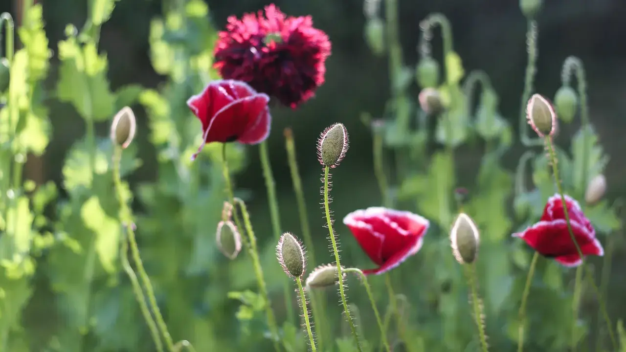 Röda vallmo, Papaver nudicaule, blommar i solljus. Knoppar och blommor i en lummig trädgård.