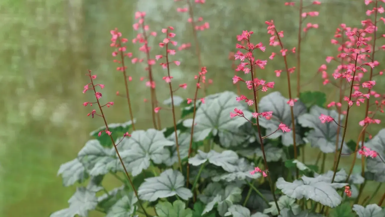 Vackra rosa blommor på alunrot giftig. Silvergröna blad bildar en tät bas.