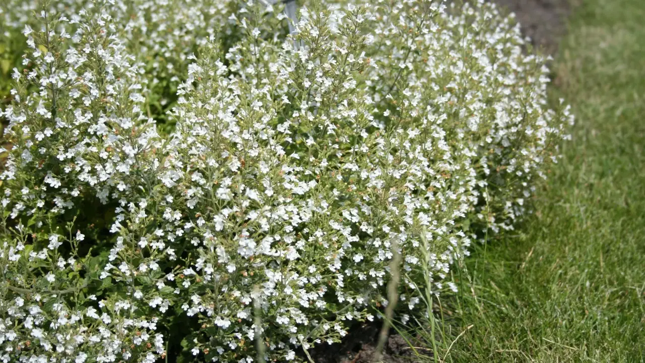 En tät buske med små vita blommor, calamintha nepeta, växer vid en gräsmatta.