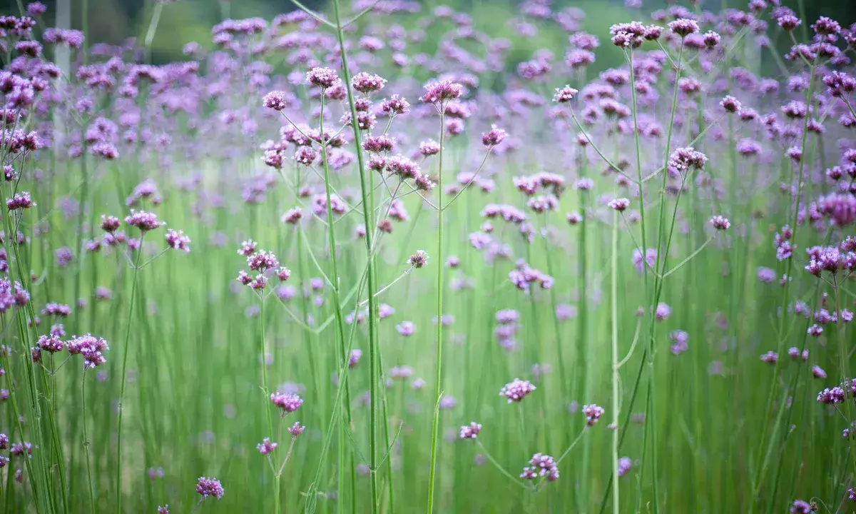 En äng fylld av lila verbena sorter, med höga stjälkar och små blommor som svajar i vinden.