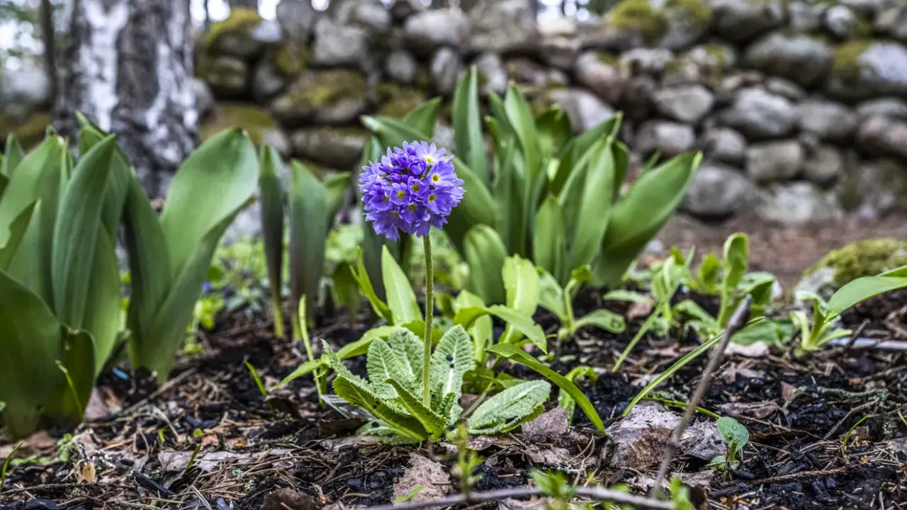 En ensam, vacker violett blomma står stolt i en trädgård med en stenmur i bakgrunden.