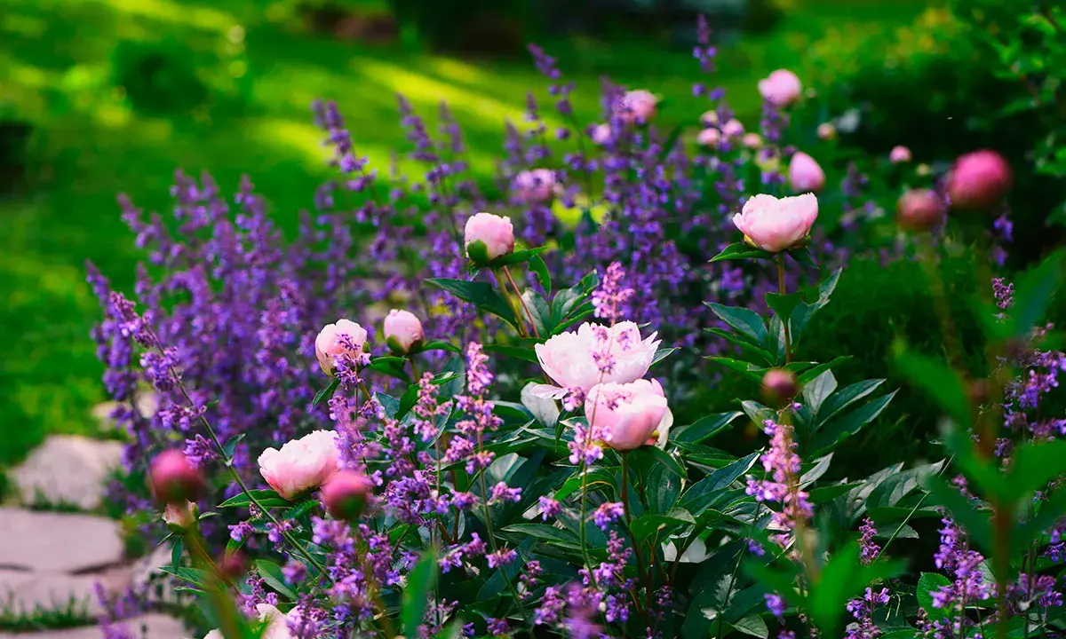 En lila perenn i full blom, omgiven av mjuka rosa pioner. En idyllisk sommardröm i trädgården.