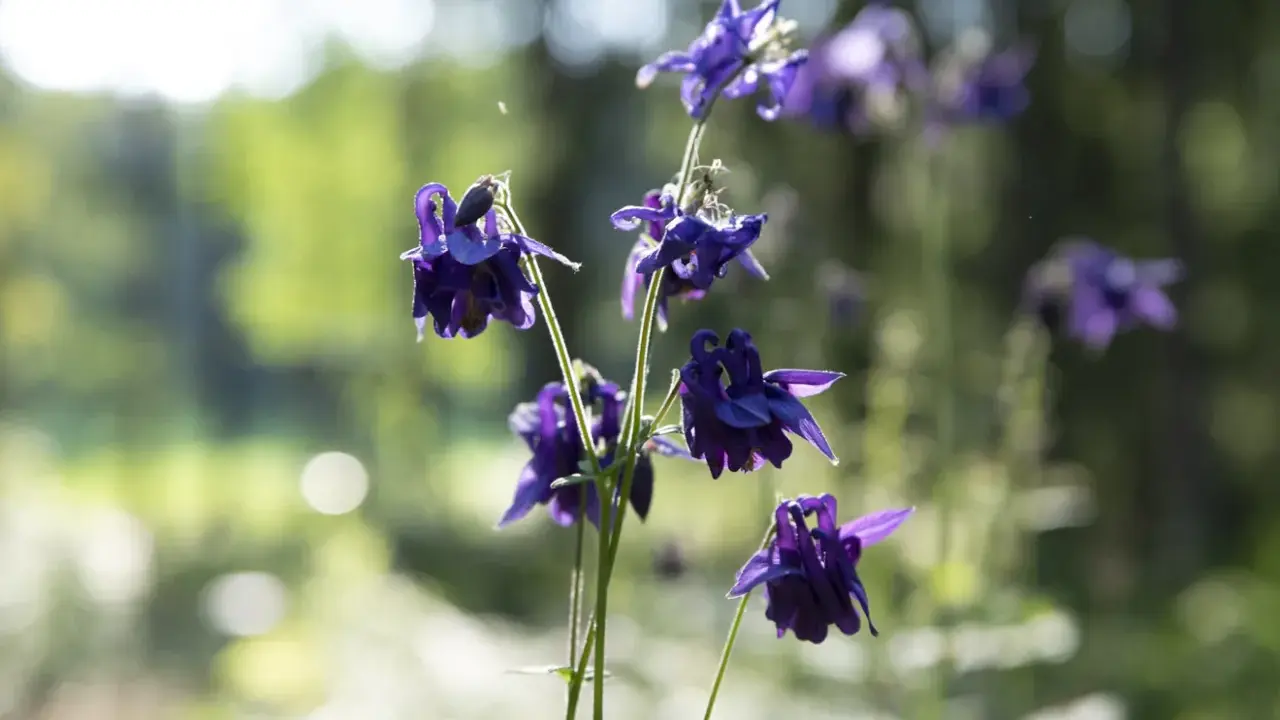 Mörklila aklejor blommar i solljus. Deras unika kronblad liknar små dansande figurer i den lummiga trädgården.