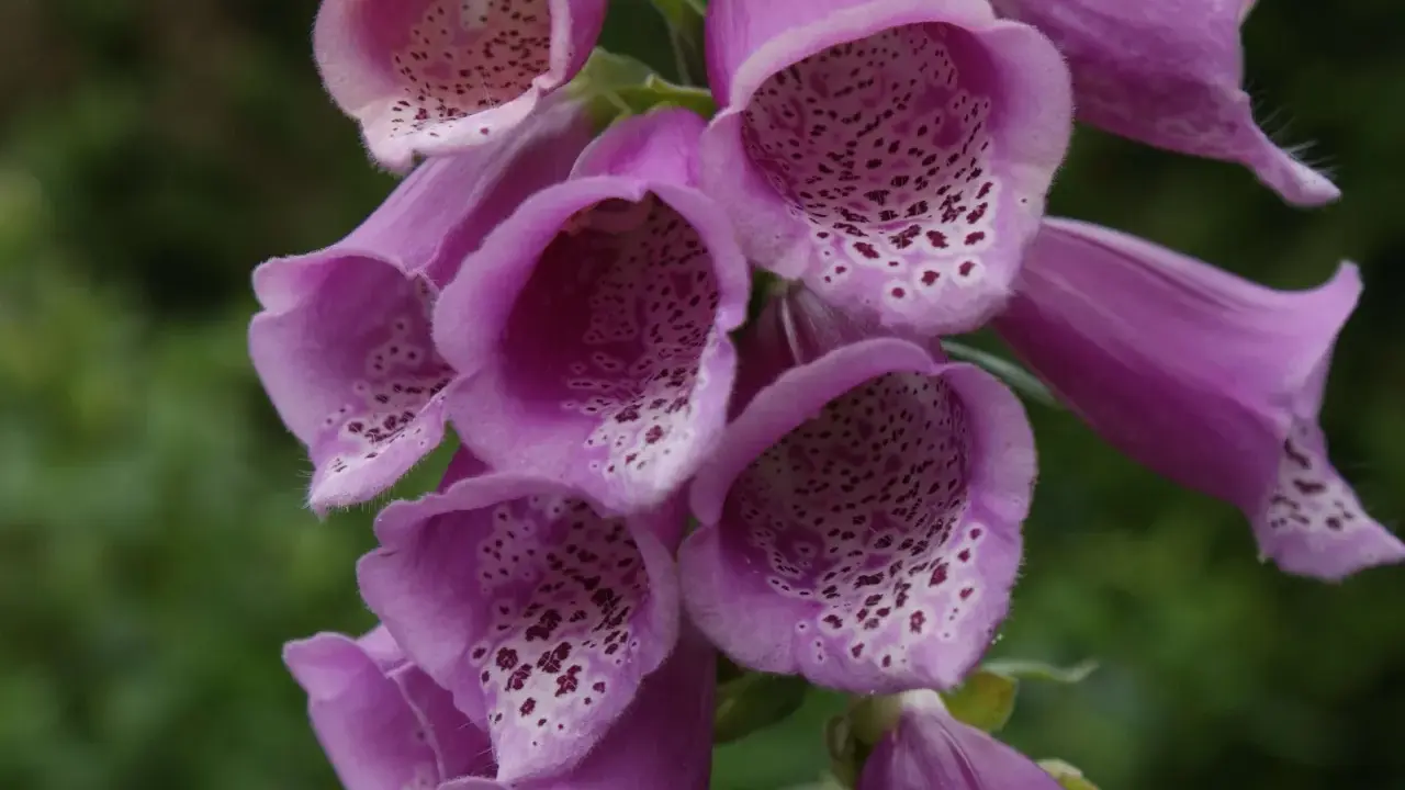 En klunga lila digitalis purpurea-blommor med prickiga insidor mot en grön bakgrund.
