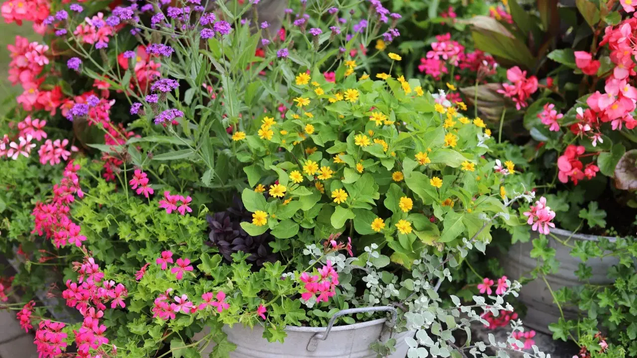 En blomstrande rabatt med lila verbena perenn, rosa pelargoner och gula blommor i en zinkbalja.