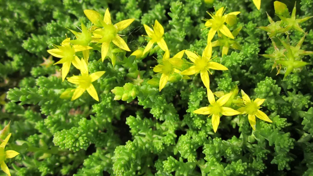 En matta av gröna blad med små, gula blommor. En gul fetknopp lyser upp i det gröna.