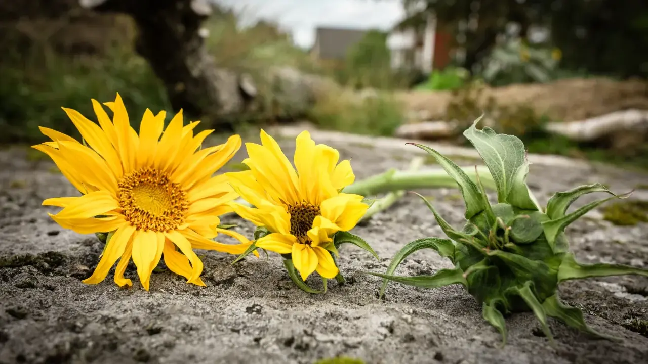 Två solgula blommor av arten Heliopsis helianthoides ligger på en sten. En grön knopp ligger bredvid.