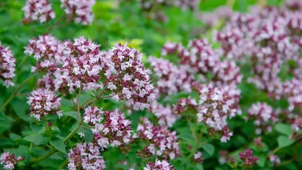 En tät matta av origanum vulgare, med små lila och vita blommor som spirar ur gröna blad.