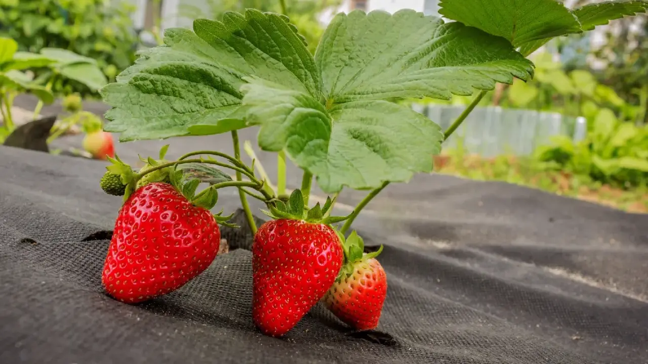 Röda, mogna fragaria ananassa hänger från en planta med gröna blad, redo att plockas.