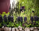 En rabatt med mörka, nästan svarta blommor som hyacinter och irisar, omgivna av gröna växter och bambu.