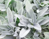 Närbild på mjuka, ludna blad av Stachys byzantina, även känd som lamöron. Bladen är grågröna och har en sammetslen yta.