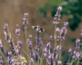 Två bin surrar bland lila blommor av salvia pratensis.