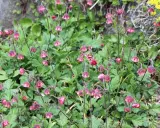 En grupp **geum rivale** blommor med sina karakteristiska hängande, rödrosa blommor bland gröna blad.