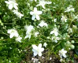 Små vita blommor av potentilla tridentata Nuuk växer tätt bland grön mossa och blad.