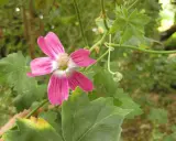 En vacker, rosa malva blomma med fem kronblad och en ljus mitt. Den växer bland gröna blad och en knopp.