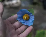 En hand håller en blå meconopsis betonicifolia med gul mitt.