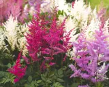 A cluster of vibrant pink, purple, and white astilbe flowers with feathery plumes and dark green foliage.