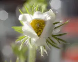 En vit pulsatilla vulgaris med gul mitt, omgiven av ludna gröna blad.