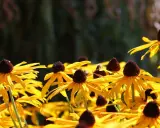 En solig dag med en humla som besöker en gul rudbeckia perenn. Blommorna lyser i gult med mörka mittar.
