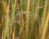 Vatten droppar på en fin blomställning av Panicum virgatum 'Northwind'. Grässtråna skiftar i grönt och guld.
