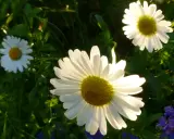 Tre vita prästkragar, Leucanthemum vulgare, lyser i solljuset bland gröna blad.