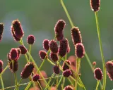 Mörkröda blommor av sanguisorba officinalis lyser i solnedgången.