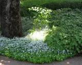 En matta av små vita blommor, troligen bistorta affinis, breder ut sig vid foten av ett stort träd. Solen lyser upp en del av blomsterhavet.