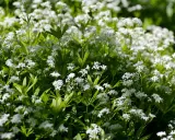 En matta av små vita blommor, galium odoratum, breder ut sig i solljuset.