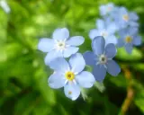 Blå förgätmigej, Myosotis scorpioides, blommar i grönska. Deras små, ljusblå kronblad med gula mittpunkter skapar en drömsk scen.