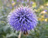 En bin besöker en lila veronika blomma, dess kronblad liknar små spjut.