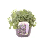 En kruka med en tät, grön murklocka perenn. Blommorna på etiketten är lila och liknar små klockor.