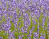 Fält av lavendel, lavandula angustifolia munstead, med sina lila blommor och gröna stjälkar.