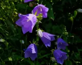 En grupp lila blommor som liknar blåklockor hänger i solen.